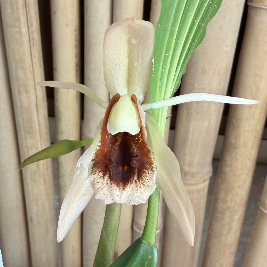 Coelogyne xyrekes x sib (Species) - Bud