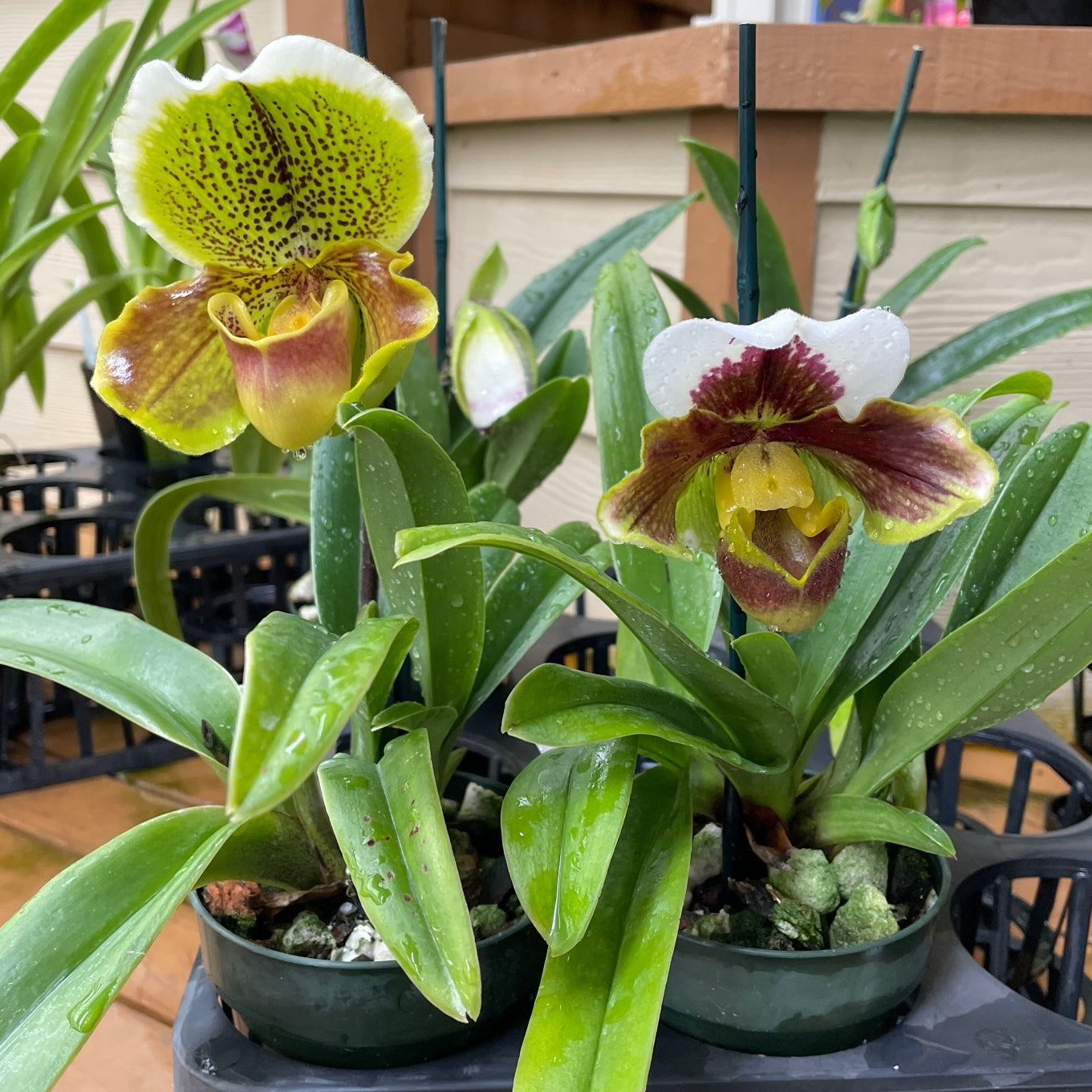 Complex Paphiopedilum (OPEN BLOOM) -4" Pot