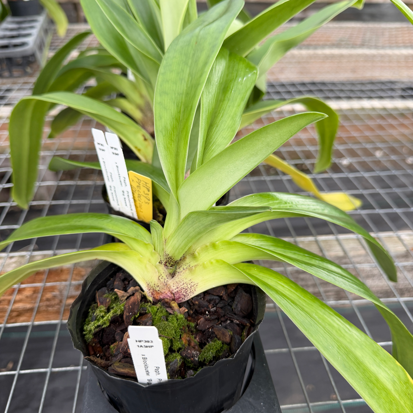 Complex Paphiopedilum (Seedling 4" Pot) - Not Blooming