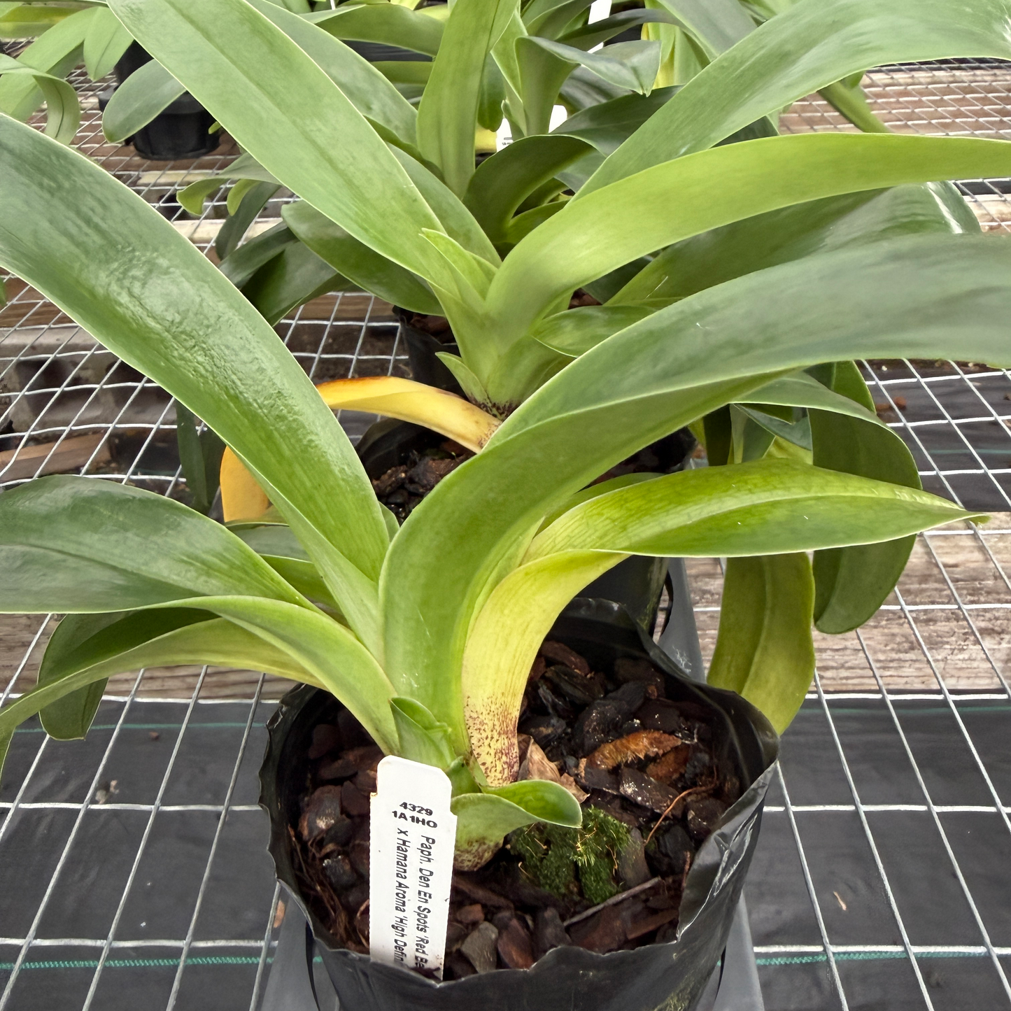 Complex Paphiopedilum (Seedling 4" Pot) - Not Blooming