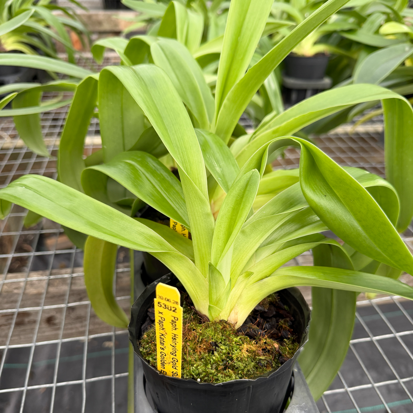 Complex Paphiopedilum (Seedling 4" Pot) - Not Blooming