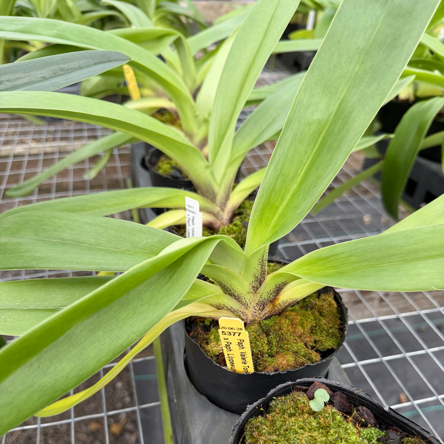 Complex Paphiopedilum (Seedling 4" Pot) - Not Blooming