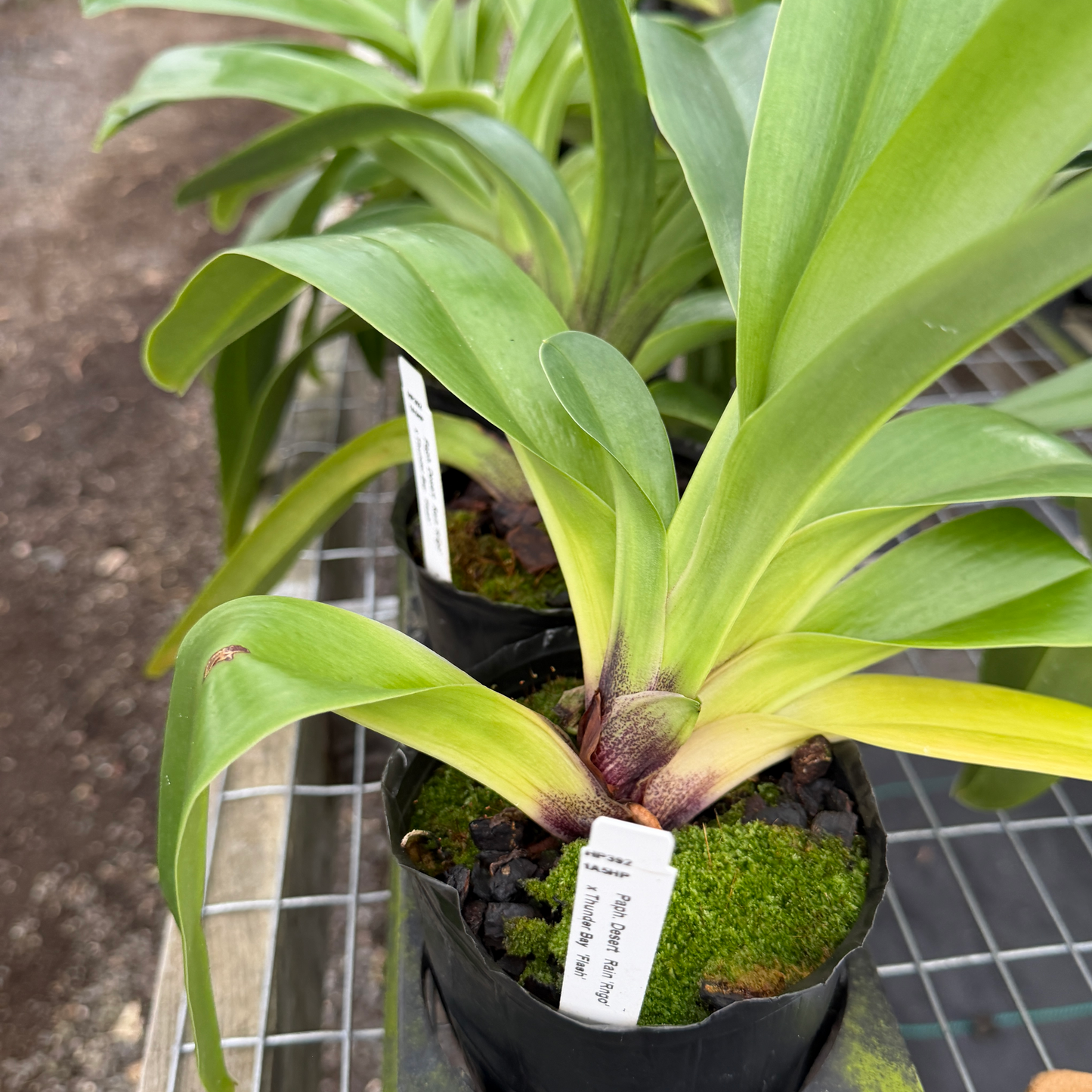 Complex Paphiopedilum (Seedling 4" Pot) - Not Blooming
