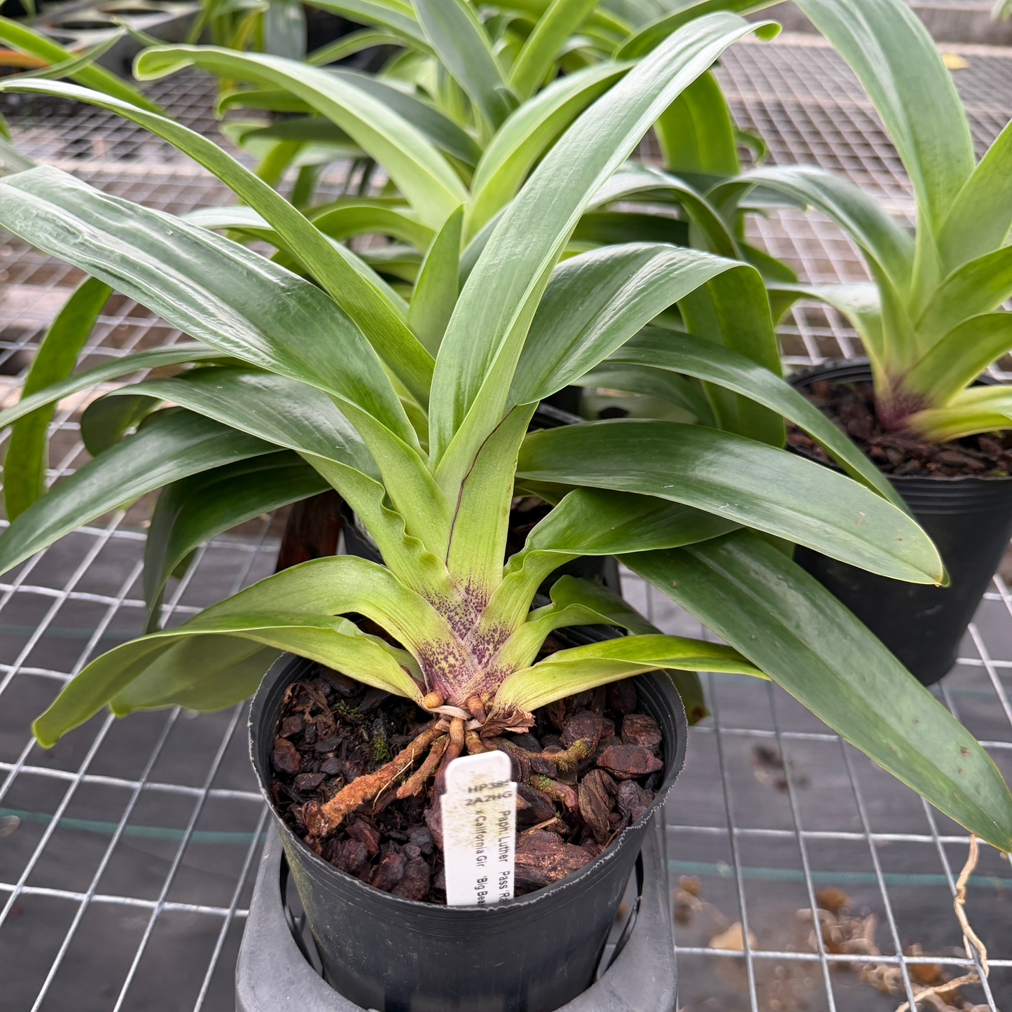 Complex Paphiopedilum (Seedling 4" Pot) - Not Blooming