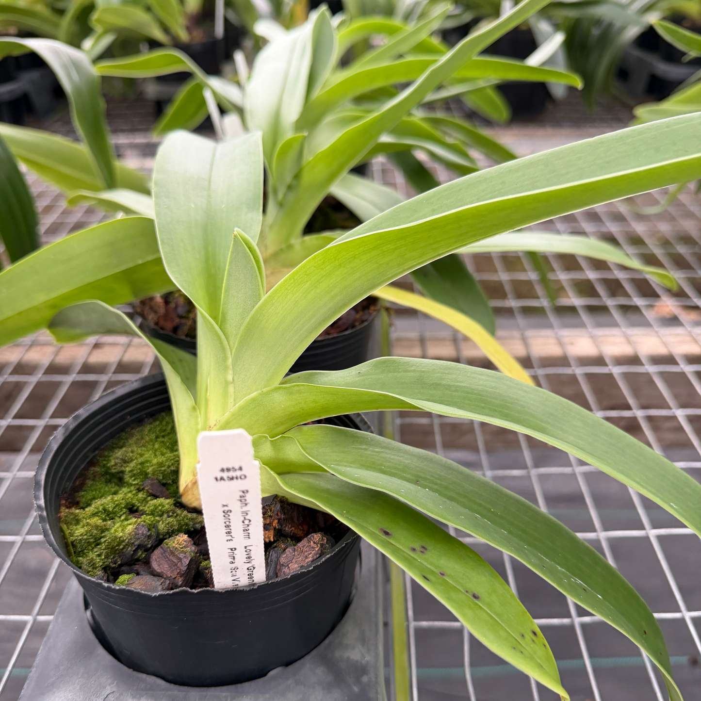 Complex Paphiopedilum (Seedling 4" Pot) - Not Blooming