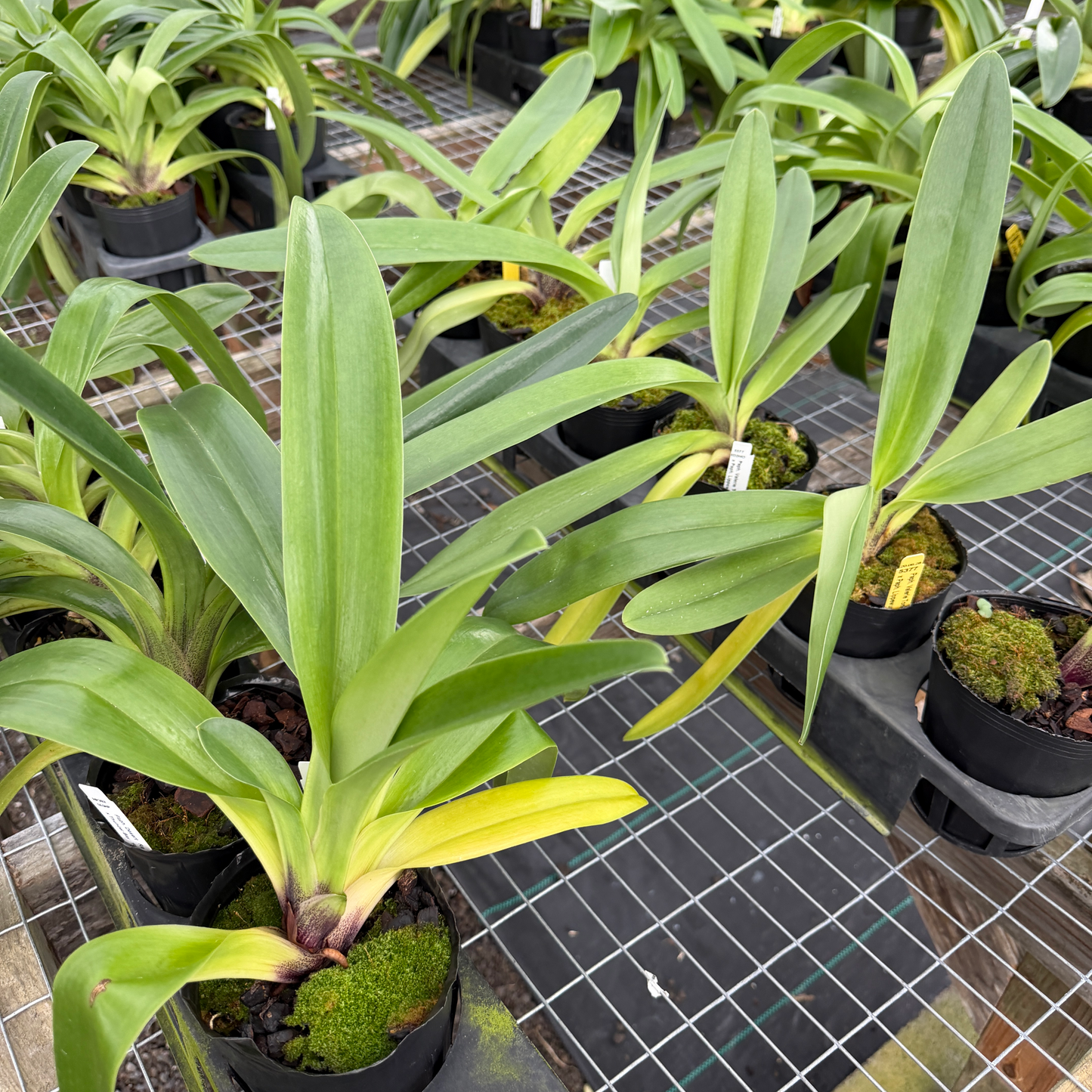 Complex Paphiopedilum (Seedling 4" Pot) - Not Blooming