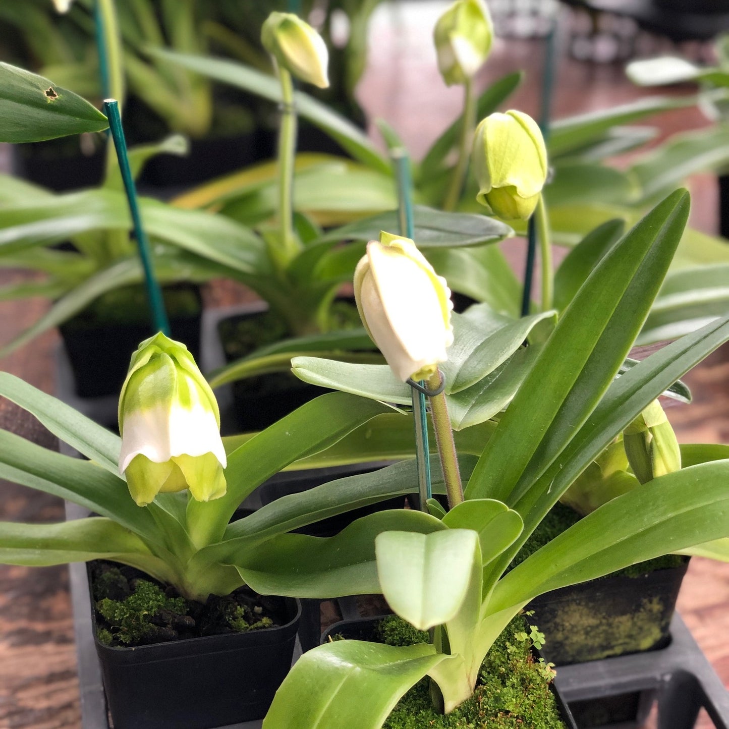 Complex Paph. Green (OPEN BLOOM - 5.5" Pot)