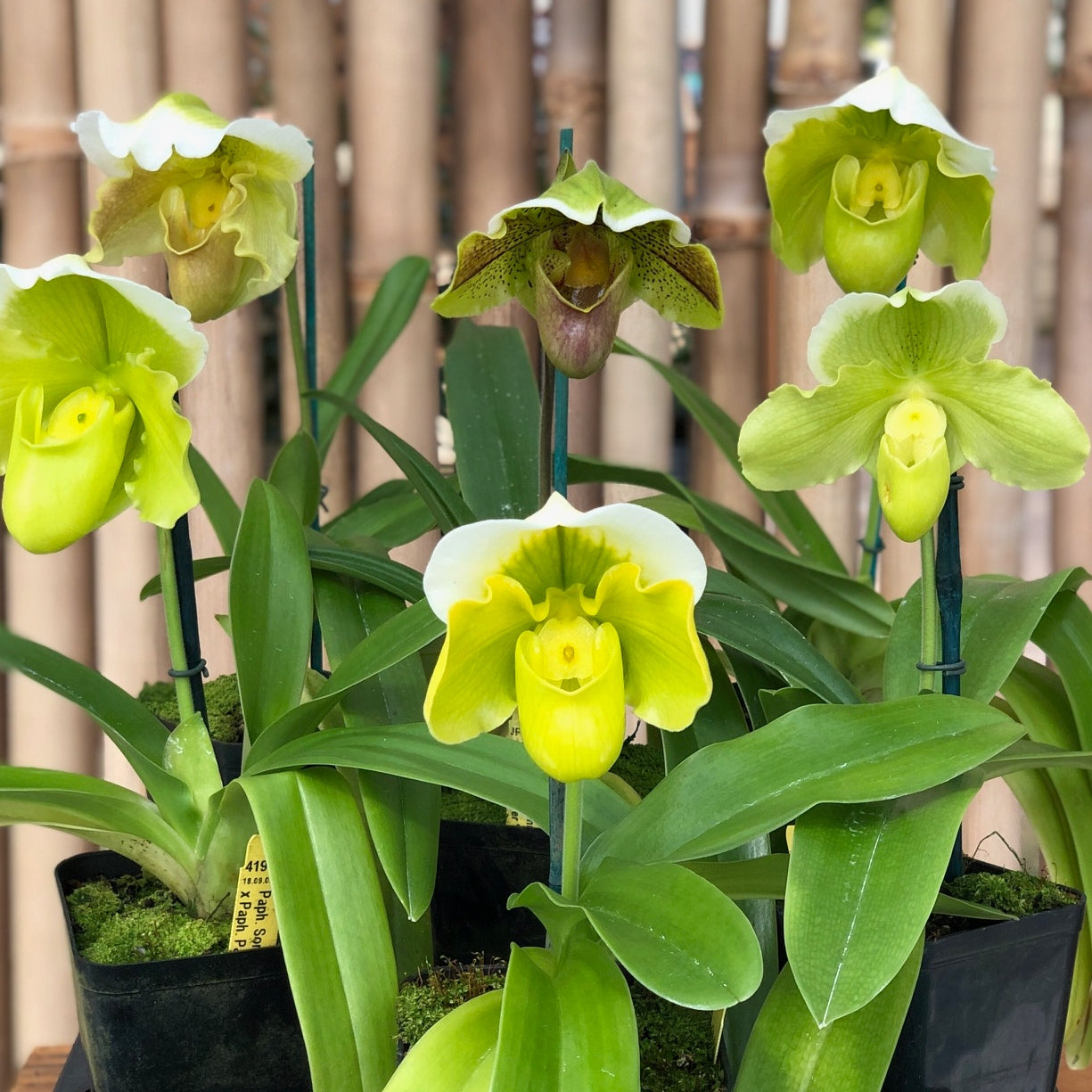 Complex Paphiopedilum (OPEN BLOOM) -4" Pot