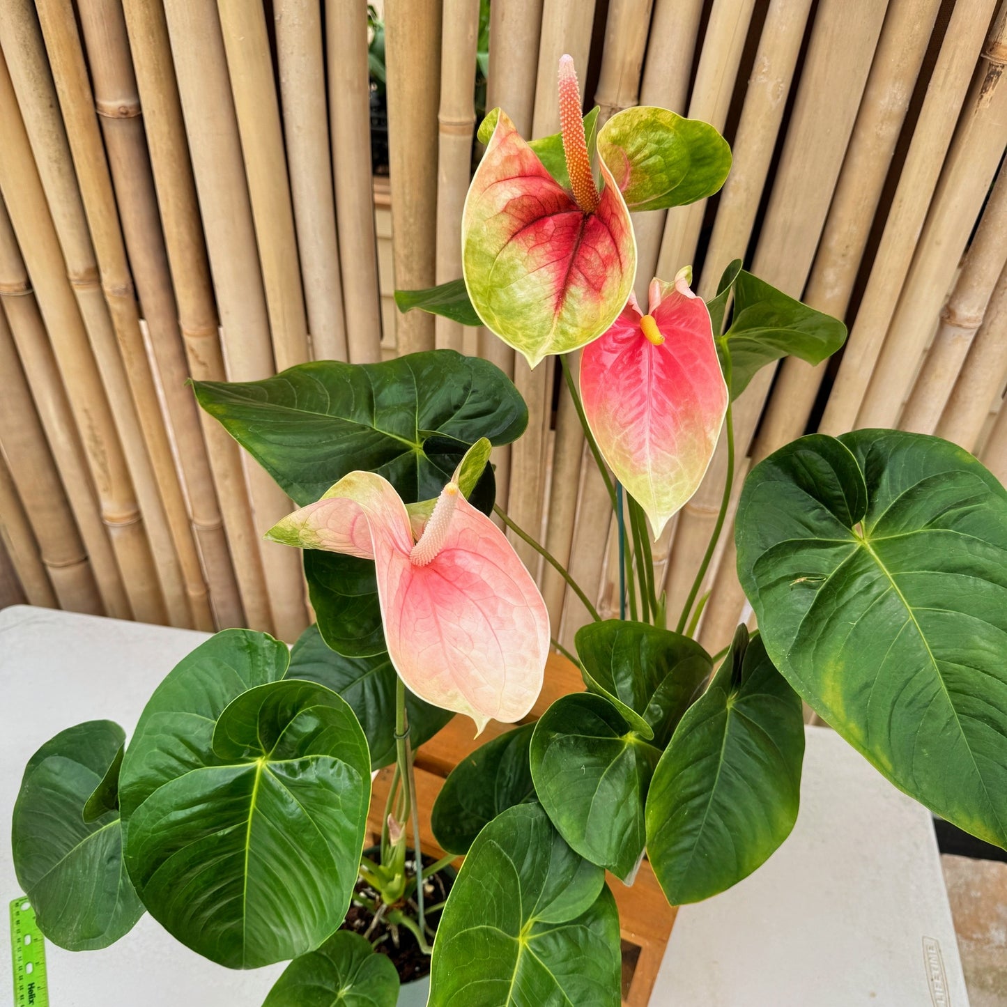 Anth. Coral Obake (5.5" Pot) - Large