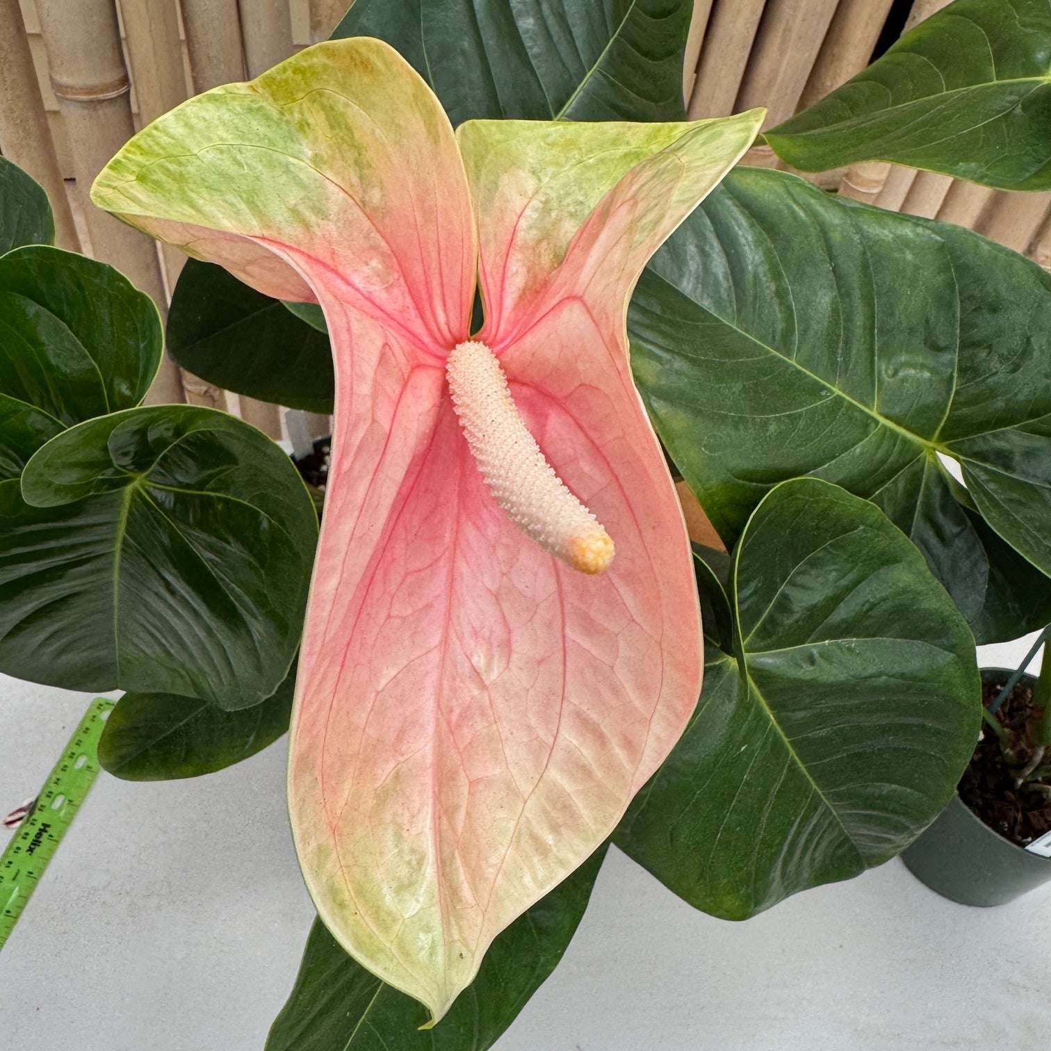 anthurium obake plants Anth. Coral Obake (5.5" Pot)