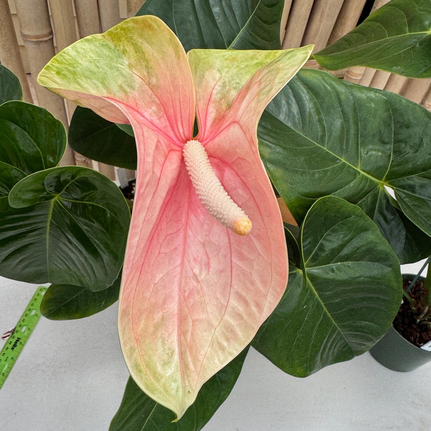 Anth. Coral Obake (5.5" Pot) - Large