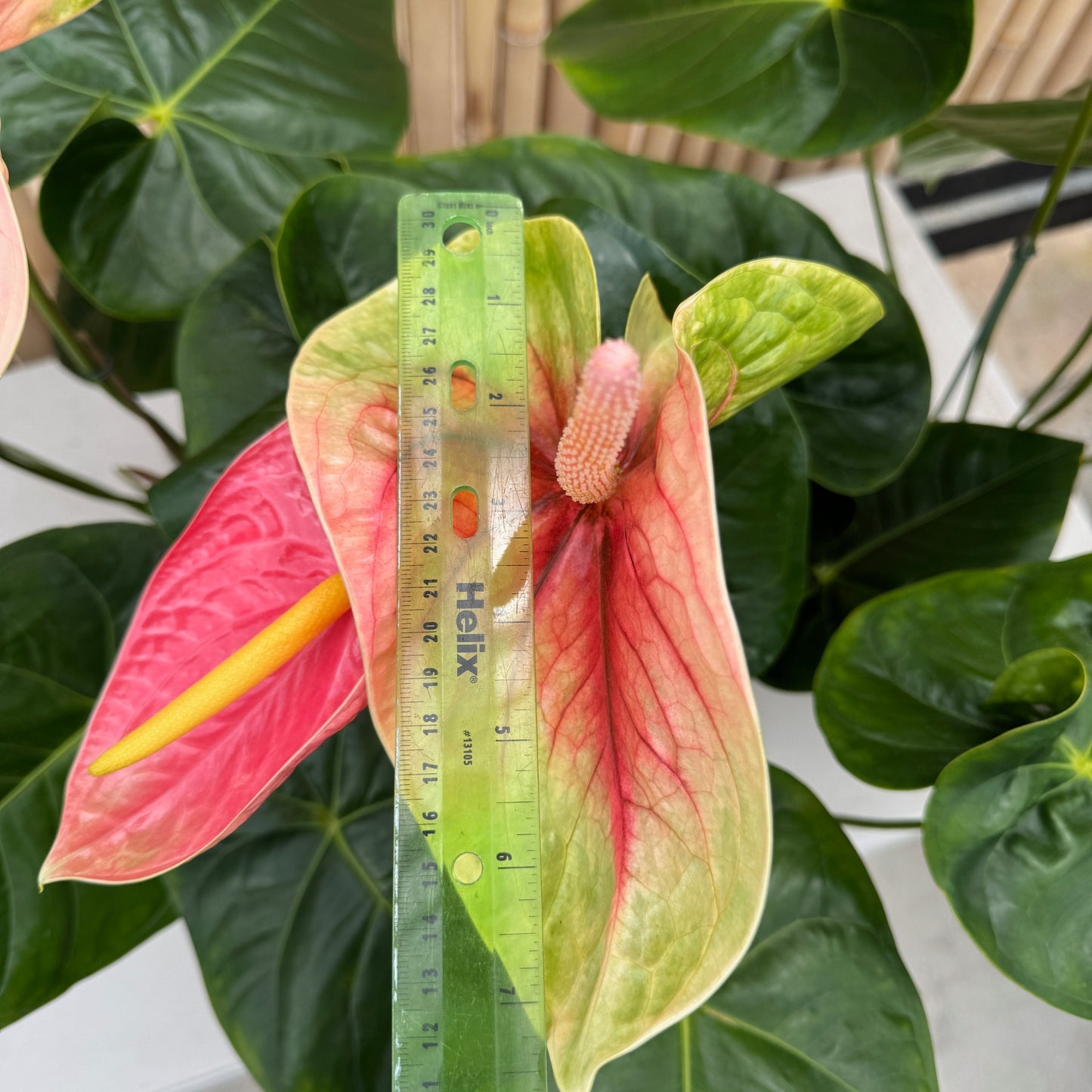 Anth. Coral Obake (5.5" Pot) - Large