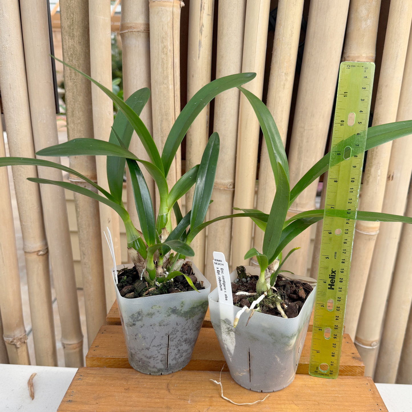 Encyclia cordigera x Epi. robustum (4" Pot) - Not Blooming