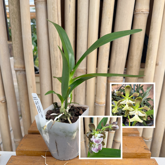 Encyclia cordigera x Epi. robustum (4" Pot) - Not Blooming