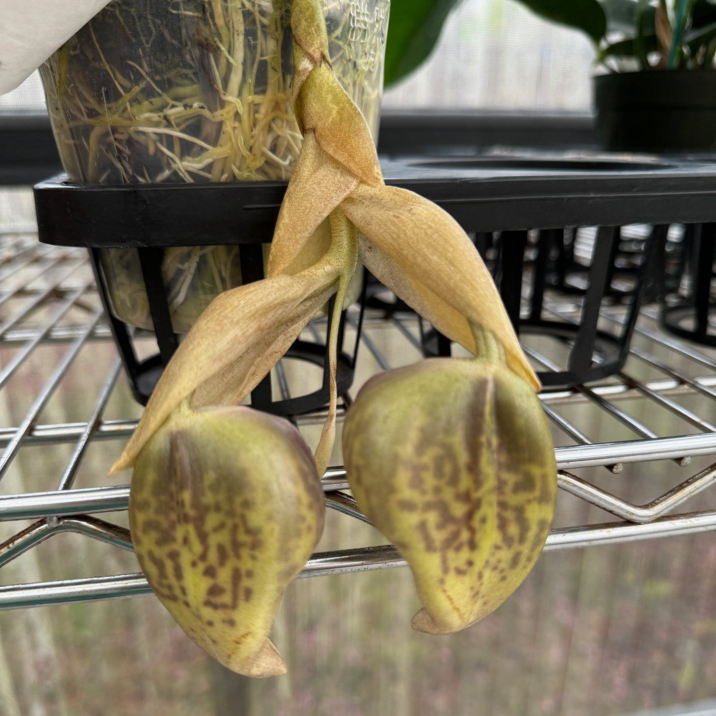 Stanhopea reichenbachiana 'Eve' x tigrina 'Glory of Mexico' (Bud)