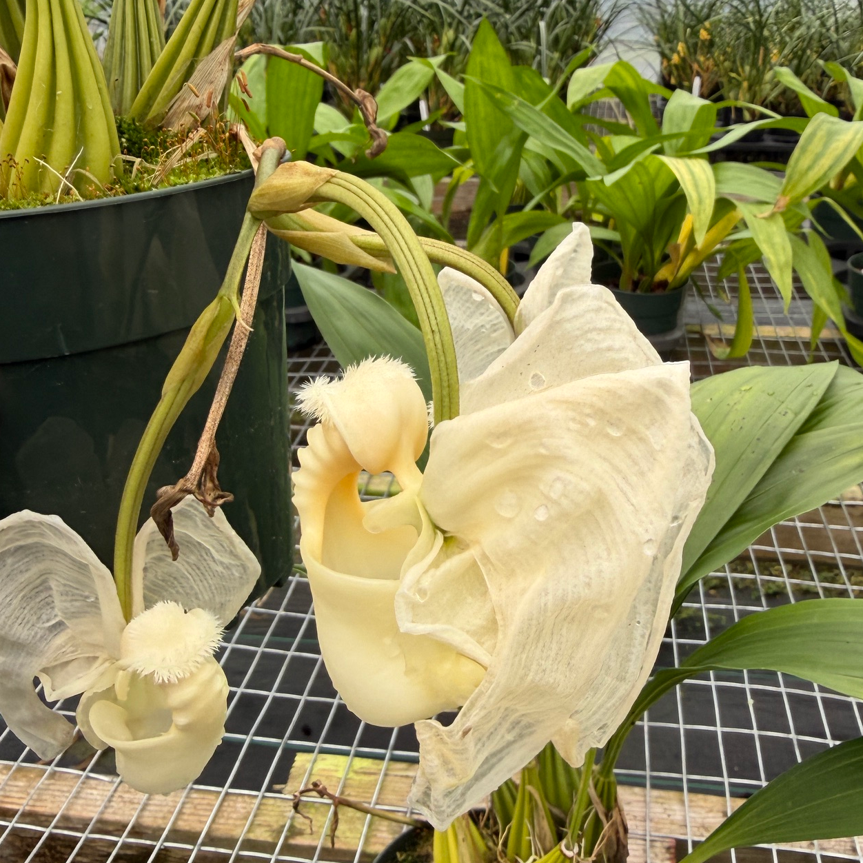 Coryanthes alborosea 'White Eve'  x self - (Not Blooming)