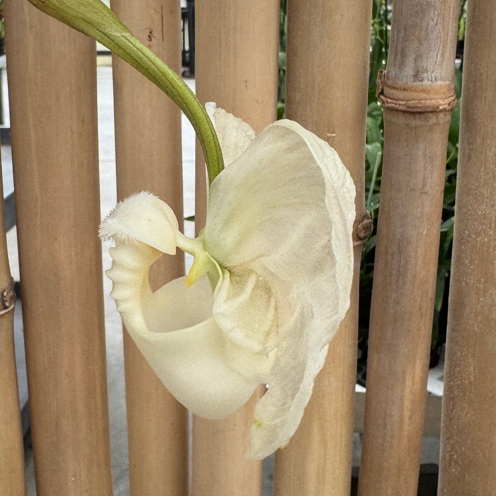 Coryanthes alborosea 'White Eve'  x self