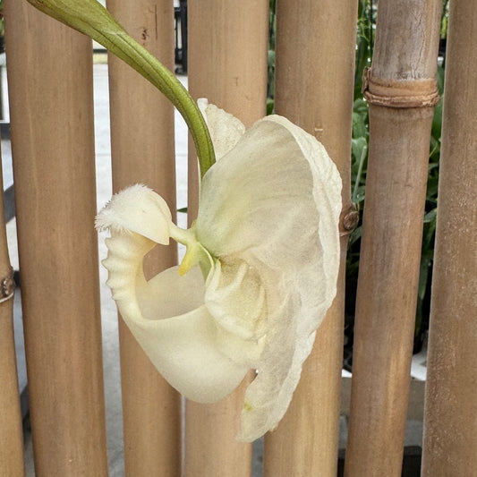 Coryanthes alborosea 'White Eve'  x self