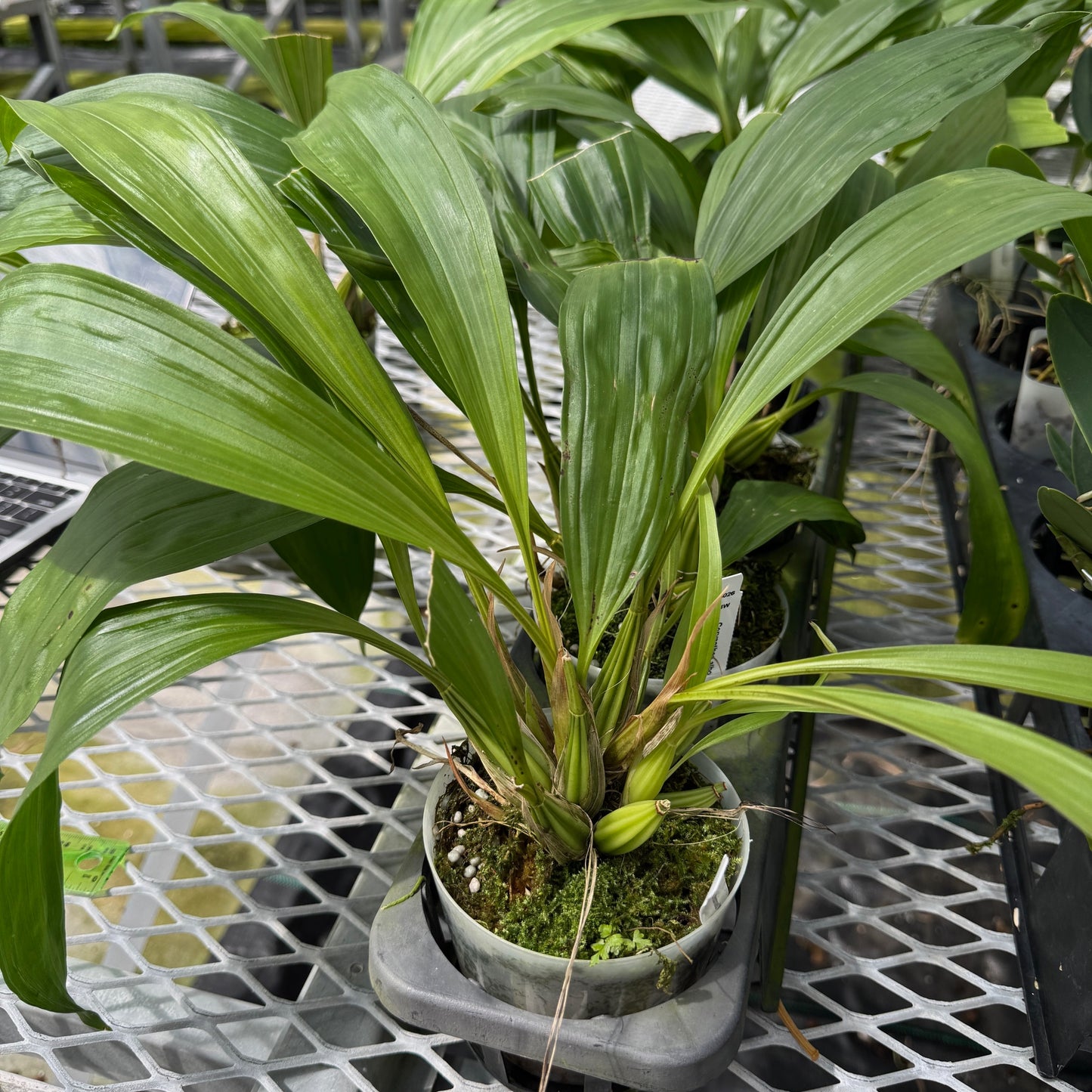 Coryanthes alborosea 'White Eve'  x self - (Not Blooming)