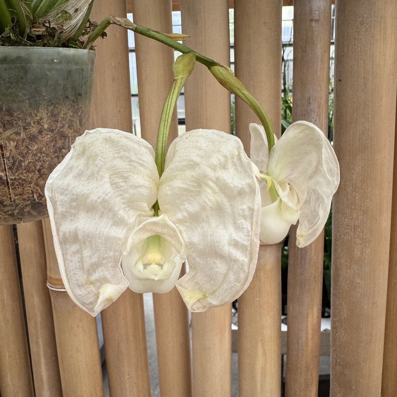 Coryanthes alborosea 'White Eve'  x self