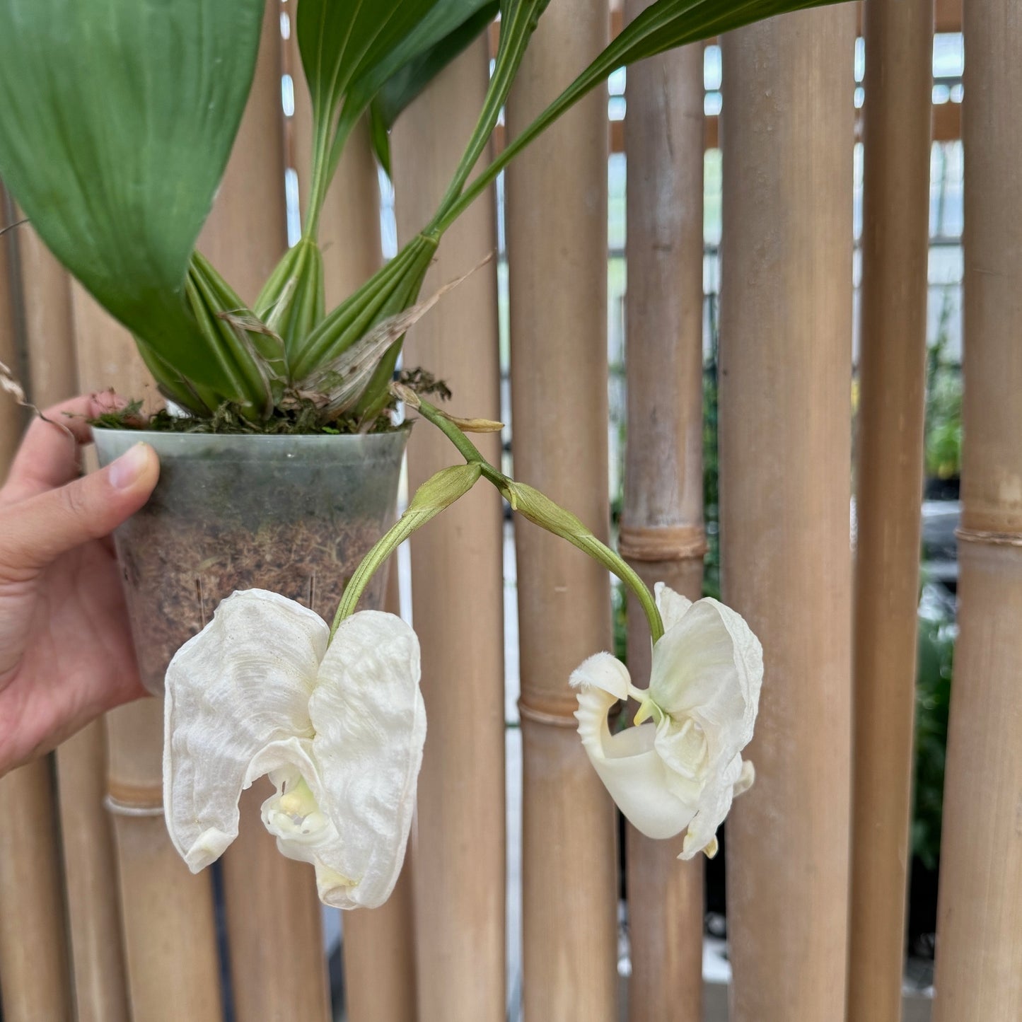 Coryanthes alborosea 'White Eve'  x self