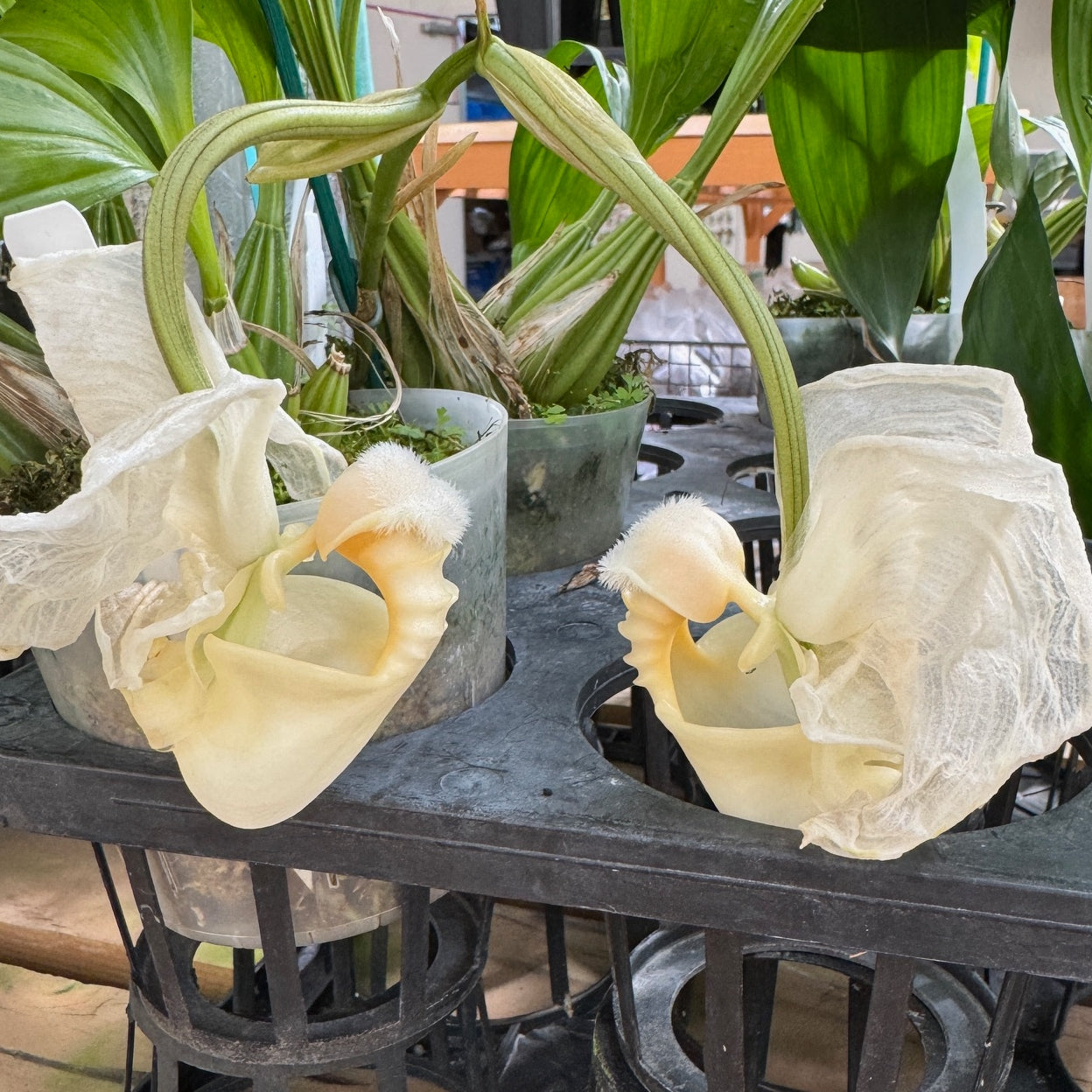 Coryanthes alborosea 'White Eve'  x self - (Not Blooming)