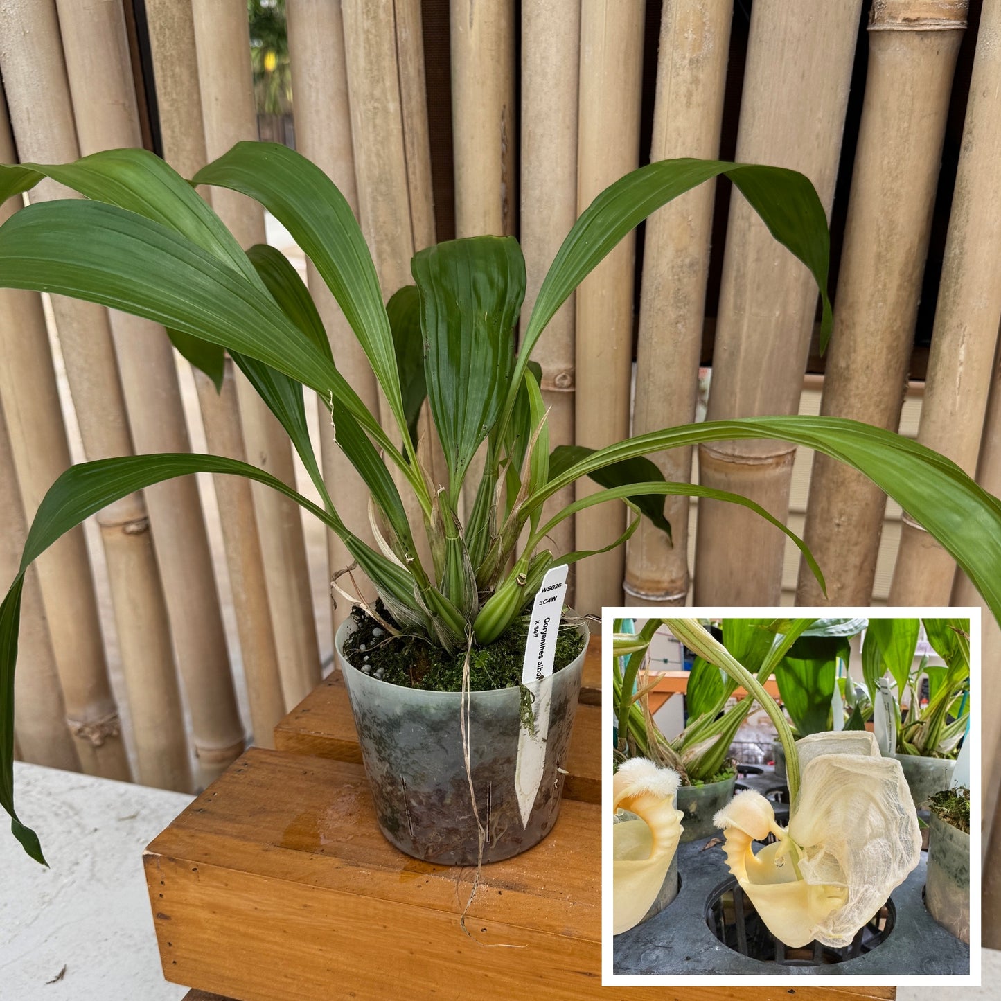 Coryanthes alborosea 'White Eve'  x self - (Not Blooming)