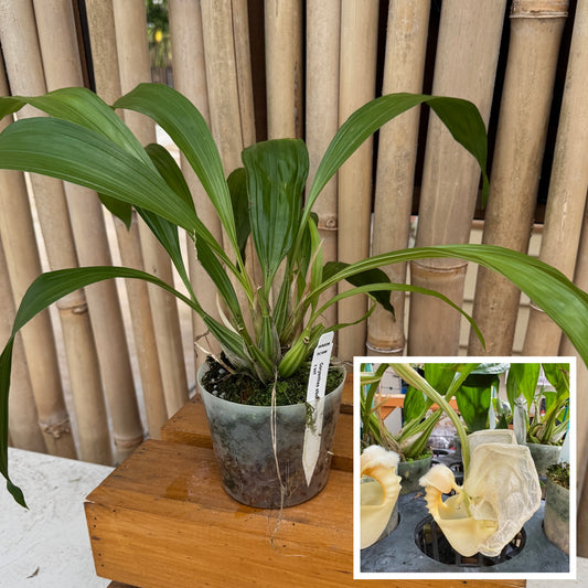 Coryanthes alborosea 'White Eve'  x self - (Not Blooming)