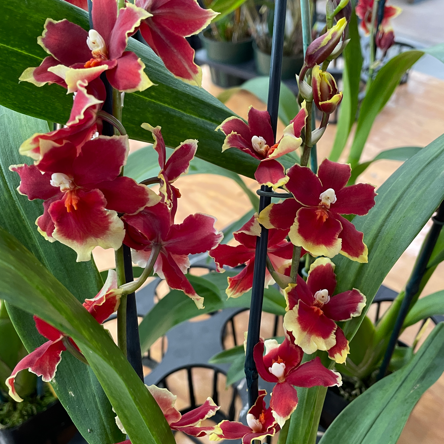 Oncidopsis Crimson Pride 'MAC136' (4" Pot) - Buds