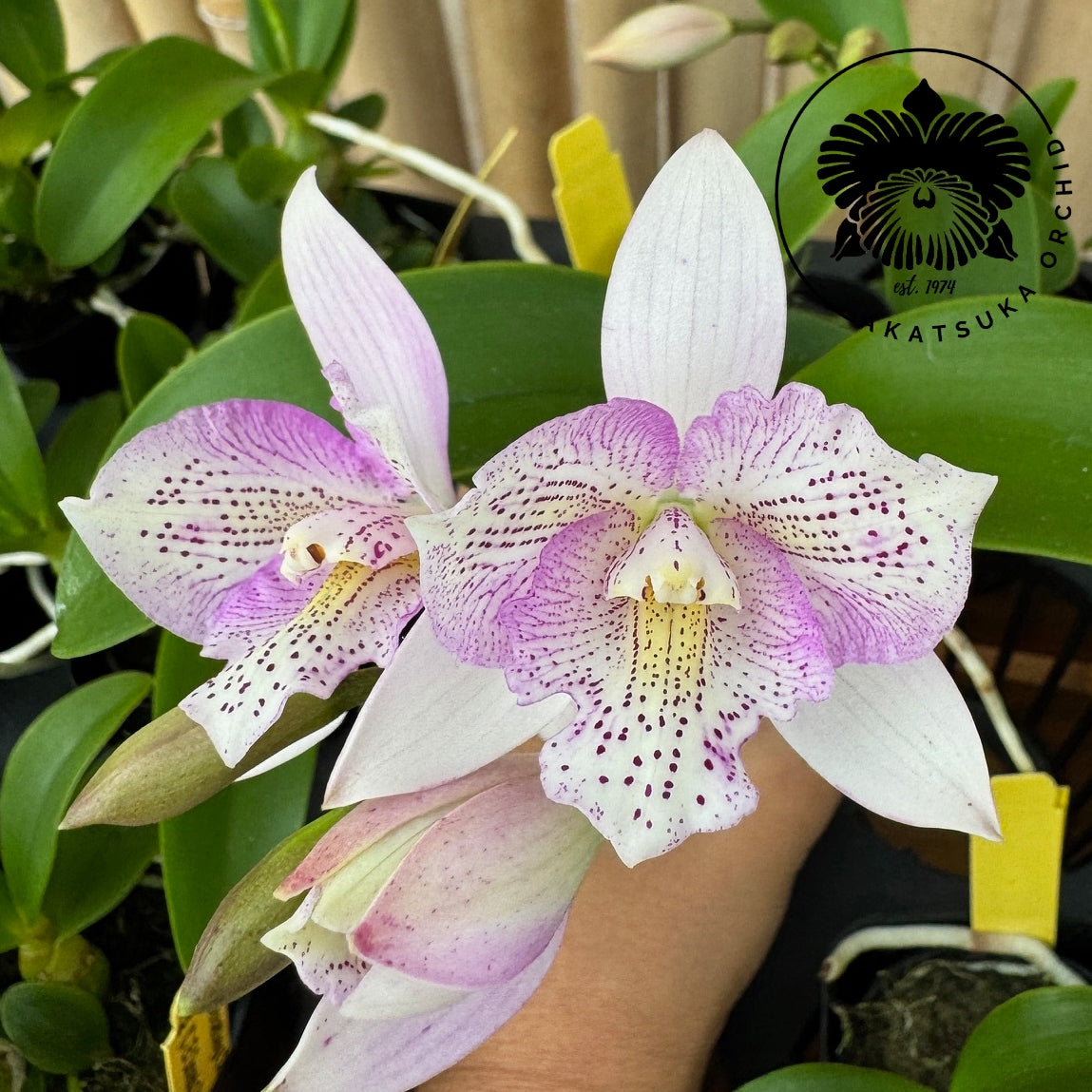 Clty. Chantilly Lace 'Twinkle' (4" Pot) - Not Blooming