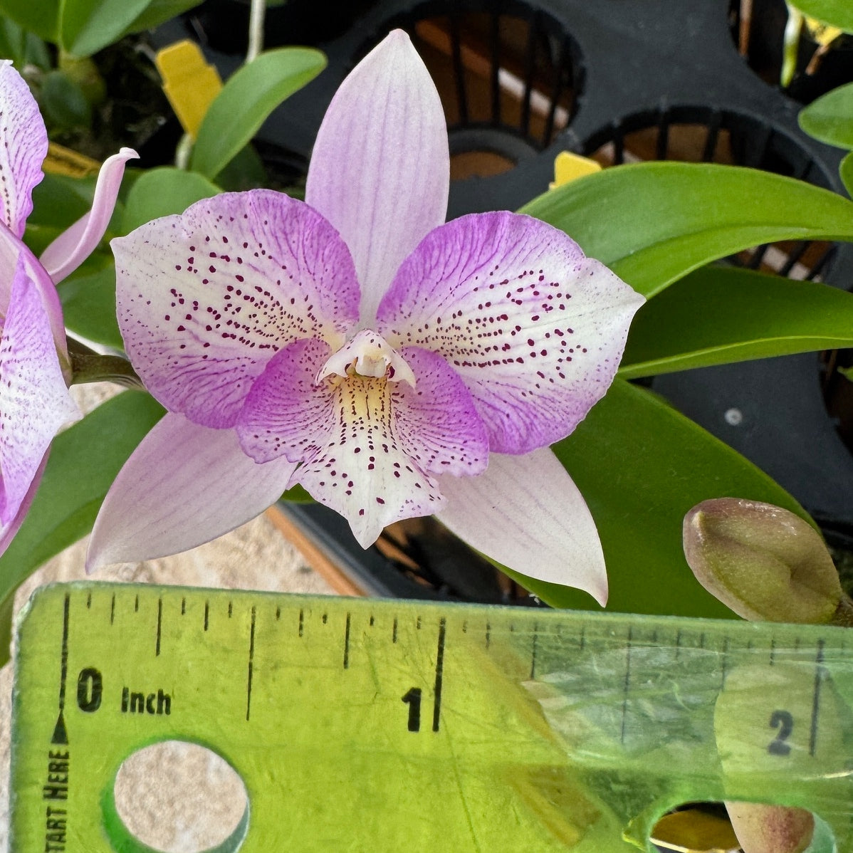 Clty. Chantilly Lace 'Twinkle' (4" Pot) - Not Blooming