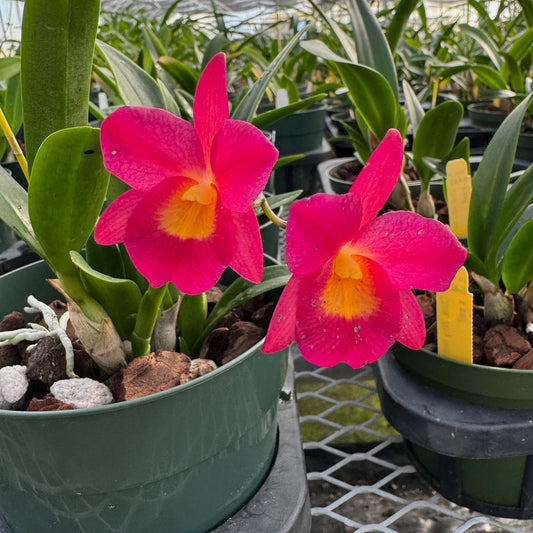 Ctna. Why Not 'Red' x self (5" Pot) - Buds