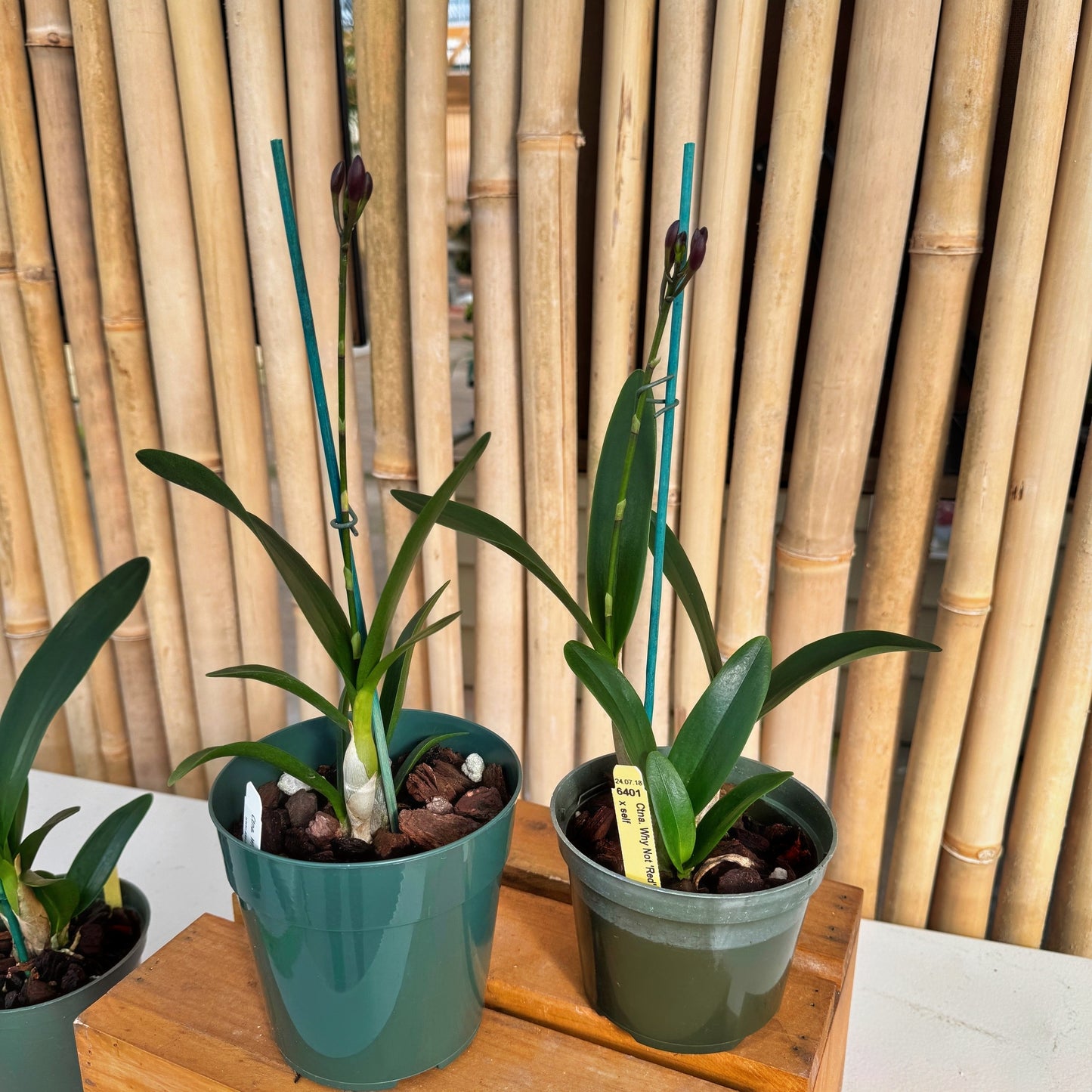 Ctna. Why Not 'Red' x self (5" Pot) - Buds