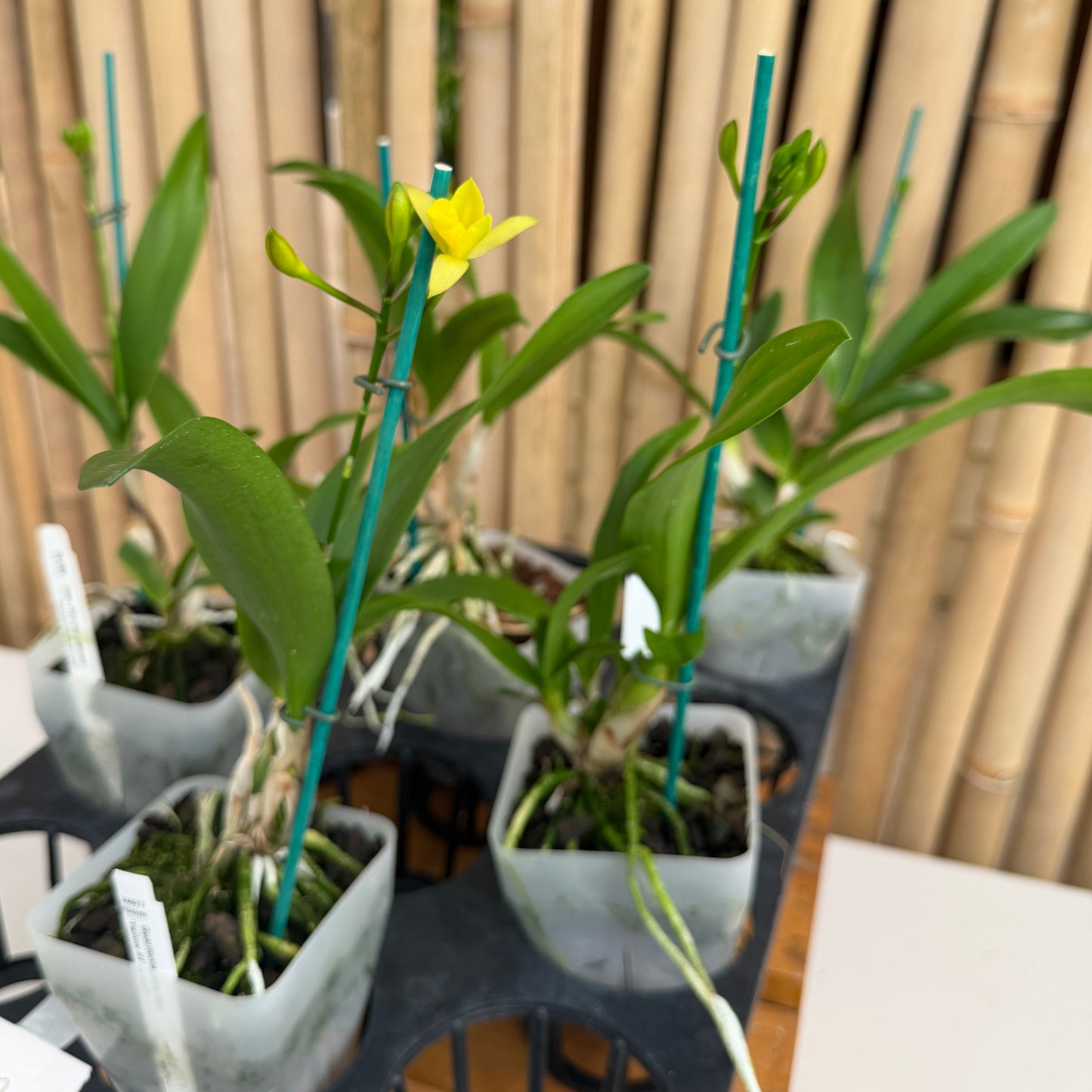 Ctna. Why Not 'Yellow #1' x self (4" Pot) - Buds