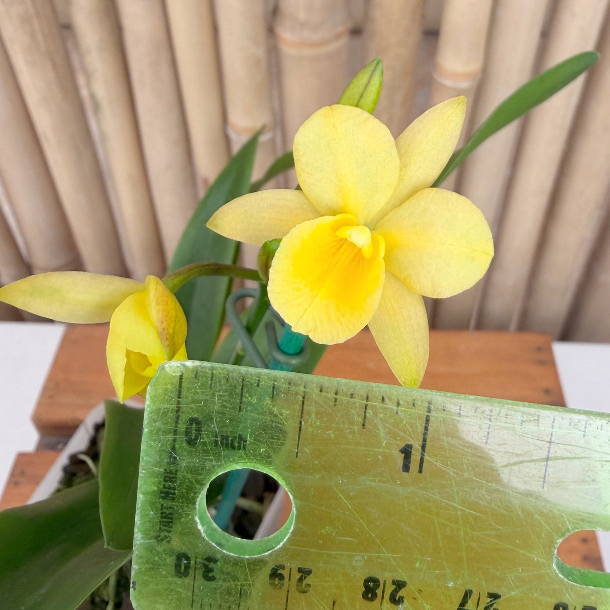 Ctna. Why Not 'Yellow #1' x self (4" Pot) - Buds