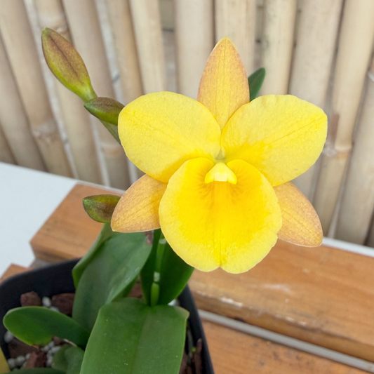 Ctna. Why Not 'Yellow' (4" Pot) - Buds