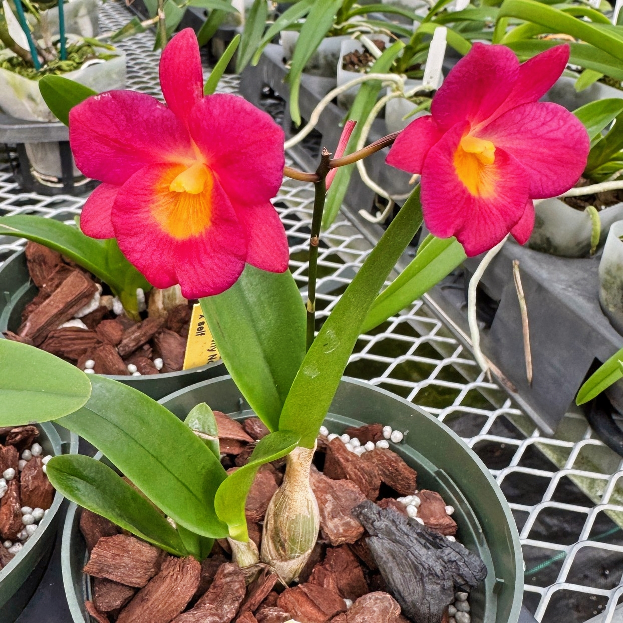 Ctna. Why Not 'Red' x self (5" Pot) - Not Blooming