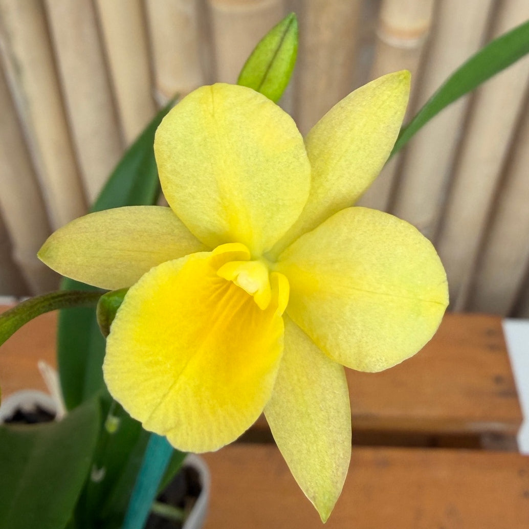 Ctna. Why Not 'Yellow #1' x self (4" Pot) - Buds