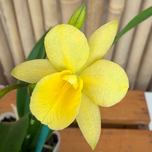 Ctna. Why Not 'Yellow #1' x self (4" Pot) - Buds