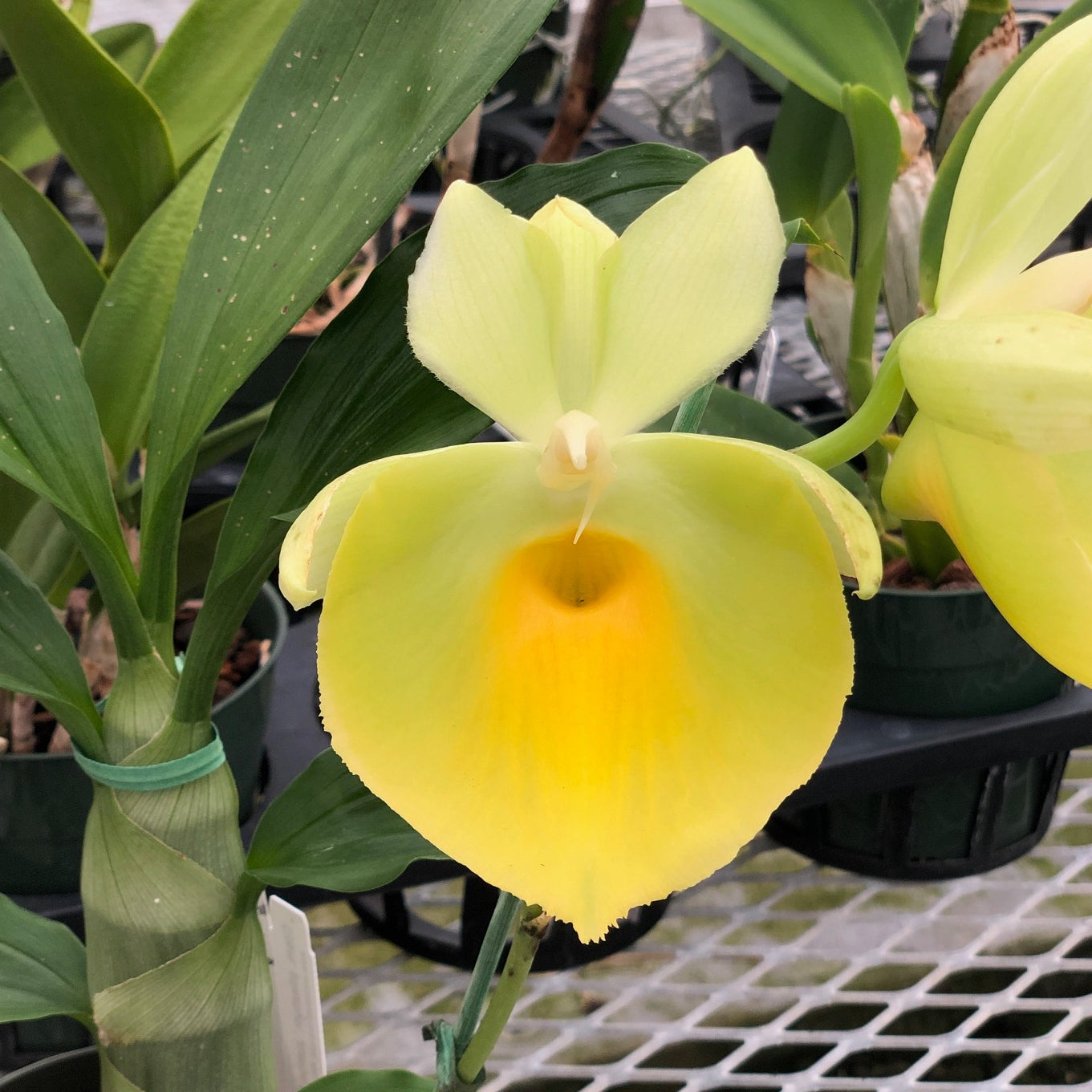 Ctsm. pileatum 'Jumbo Green Gold' FLASK (Clone)