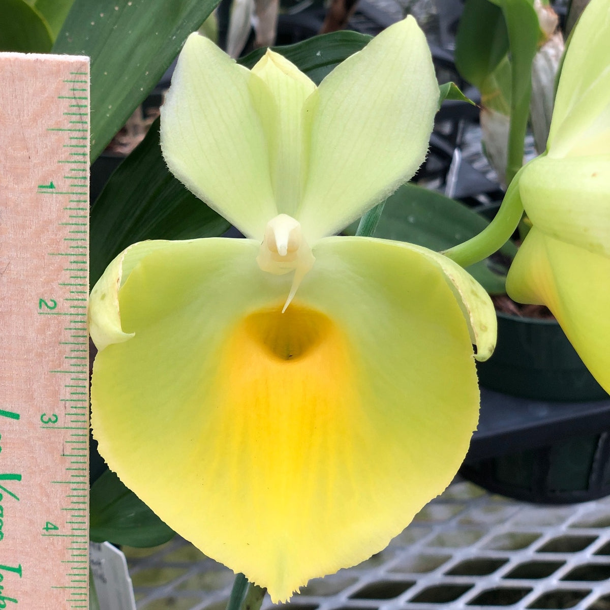 Ctsm. pileatum 'Jumbo Green Gold' (4" Pot) -Not Blooming