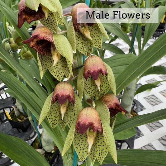 Catasetum sanguineum x Ctsm. Melana Davison 'Sunset' (4" Pot)