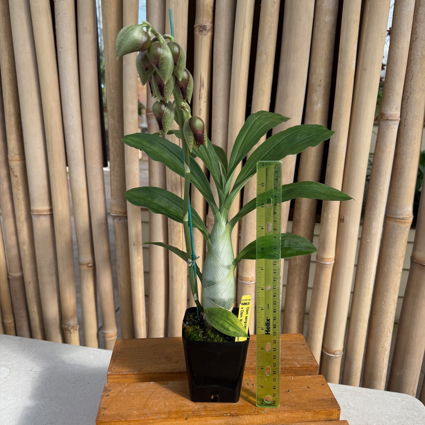 Catasetum sanguineum x Ctsm. Melana Davison 'Sunset' (4" Pot)