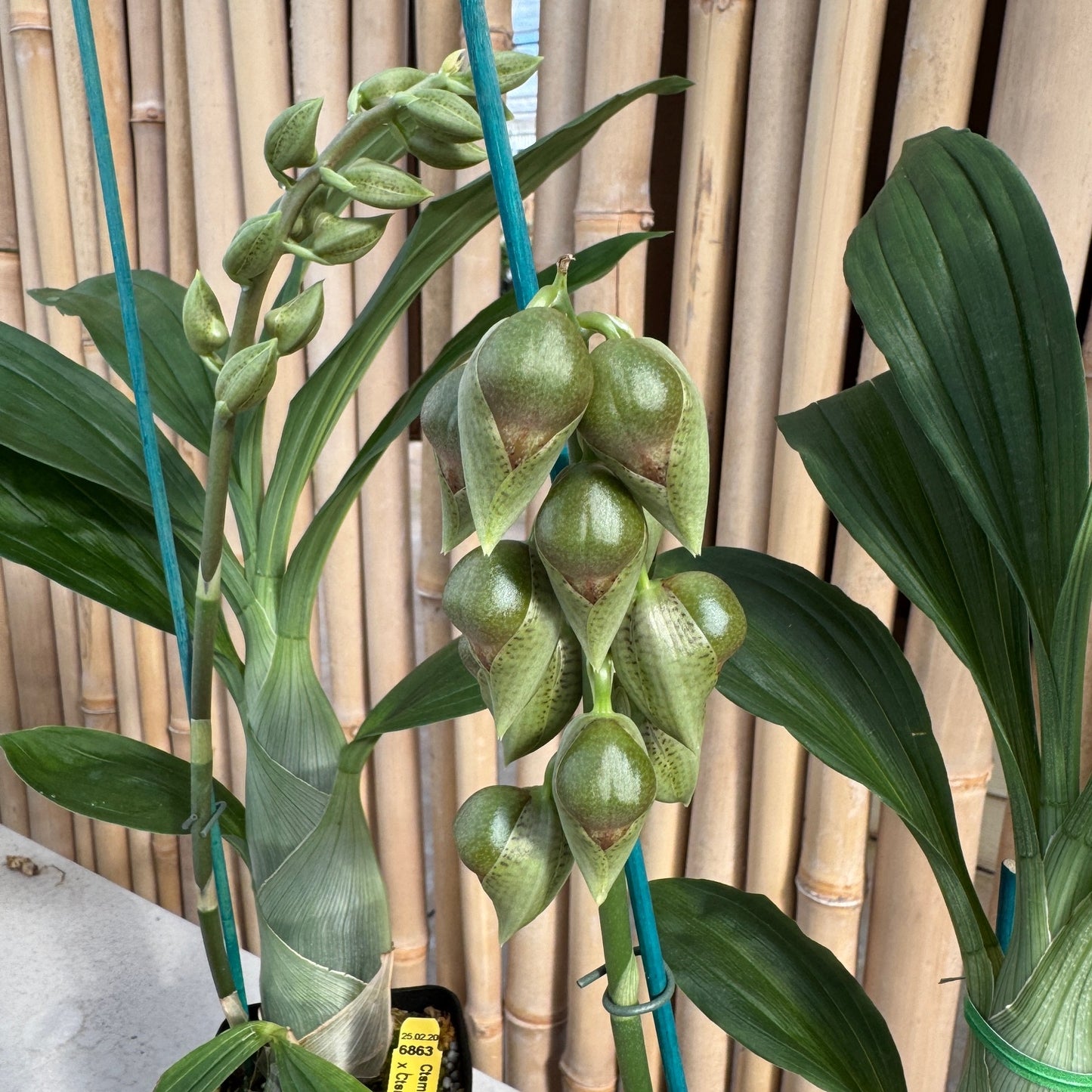 Catasetum sanguineum x Ctsm. Melana Davison 'Sunset' (4" Pot)