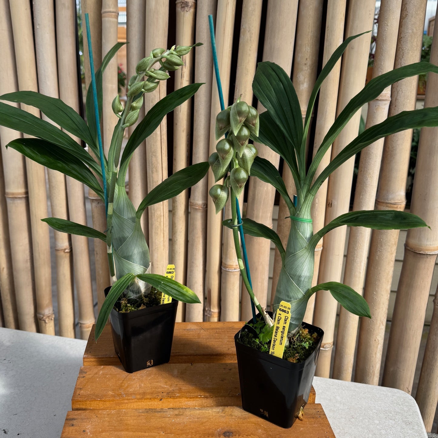 Catasetum sanguineum x Ctsm. Melana Davison 'Sunset' (4" Pot)