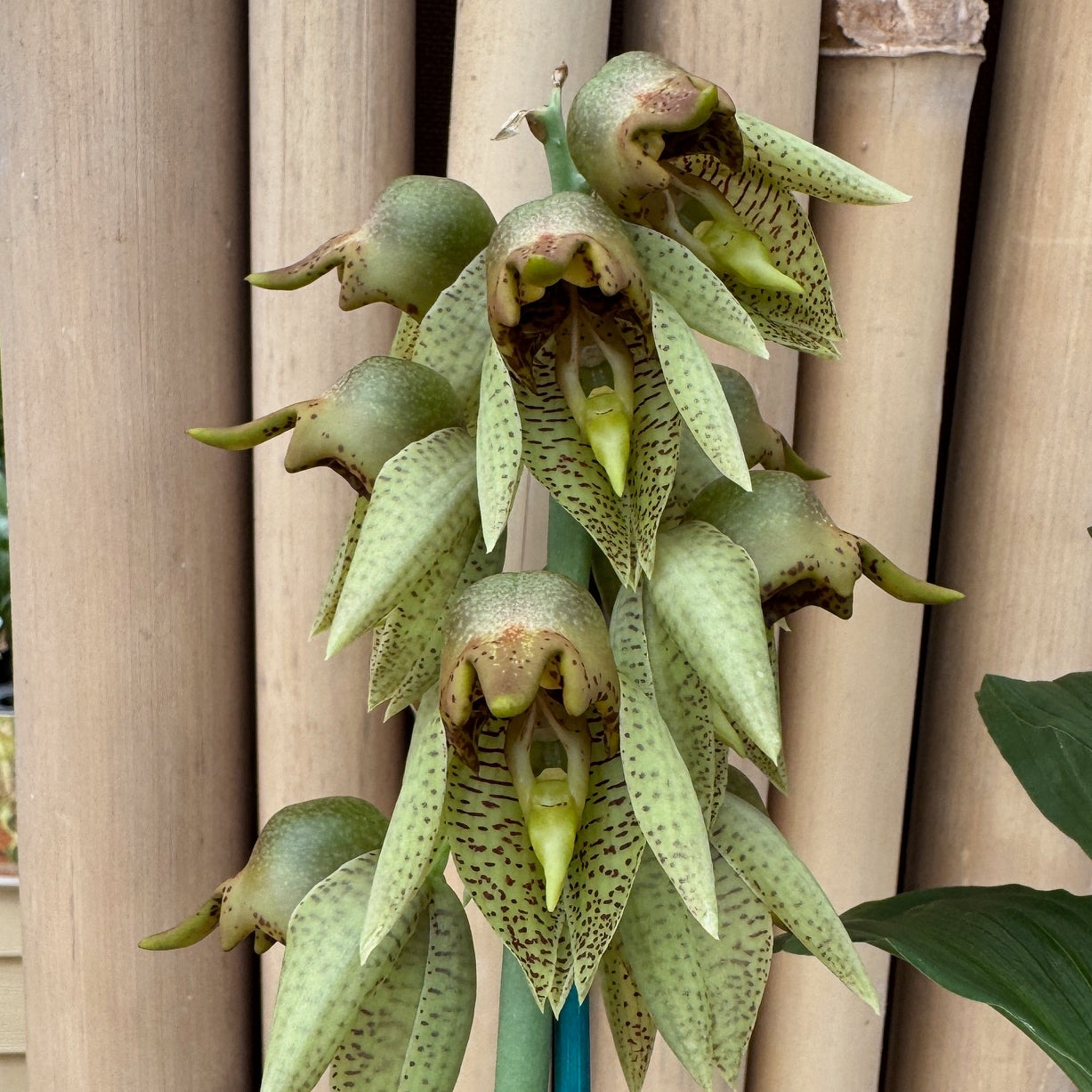 Catasetum sanguineum x Ctsm. Melana Davison 'Sunset' (4" Pot)