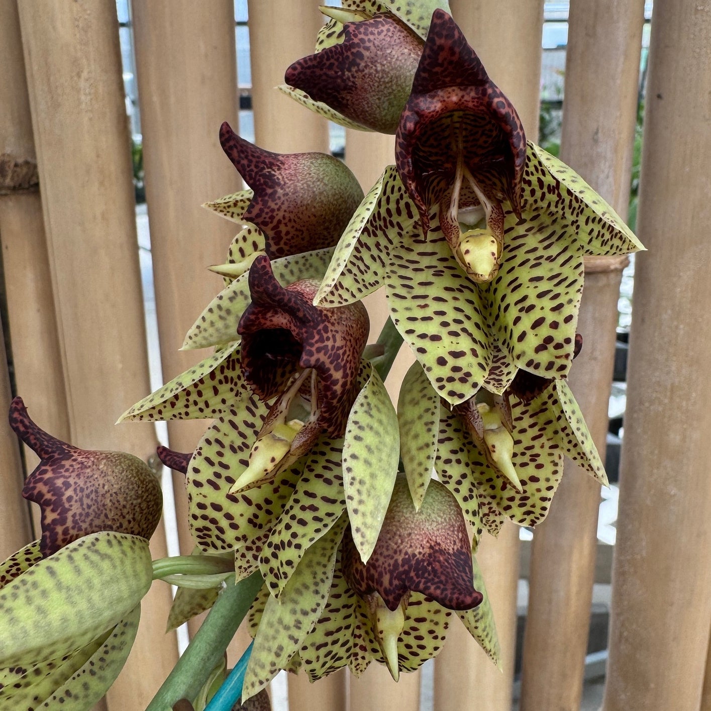 Catasetum sanguineum x Ctsm. Melana Davison 'Sunset' (4" Pot)
