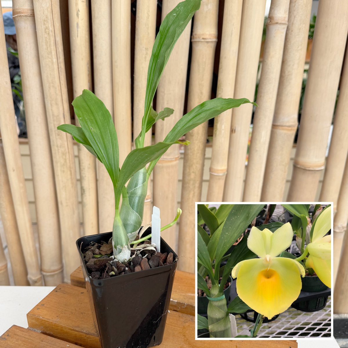 Ctsm. pileatum 'Jumbo Green Gold' (4" Pot) -Not Blooming