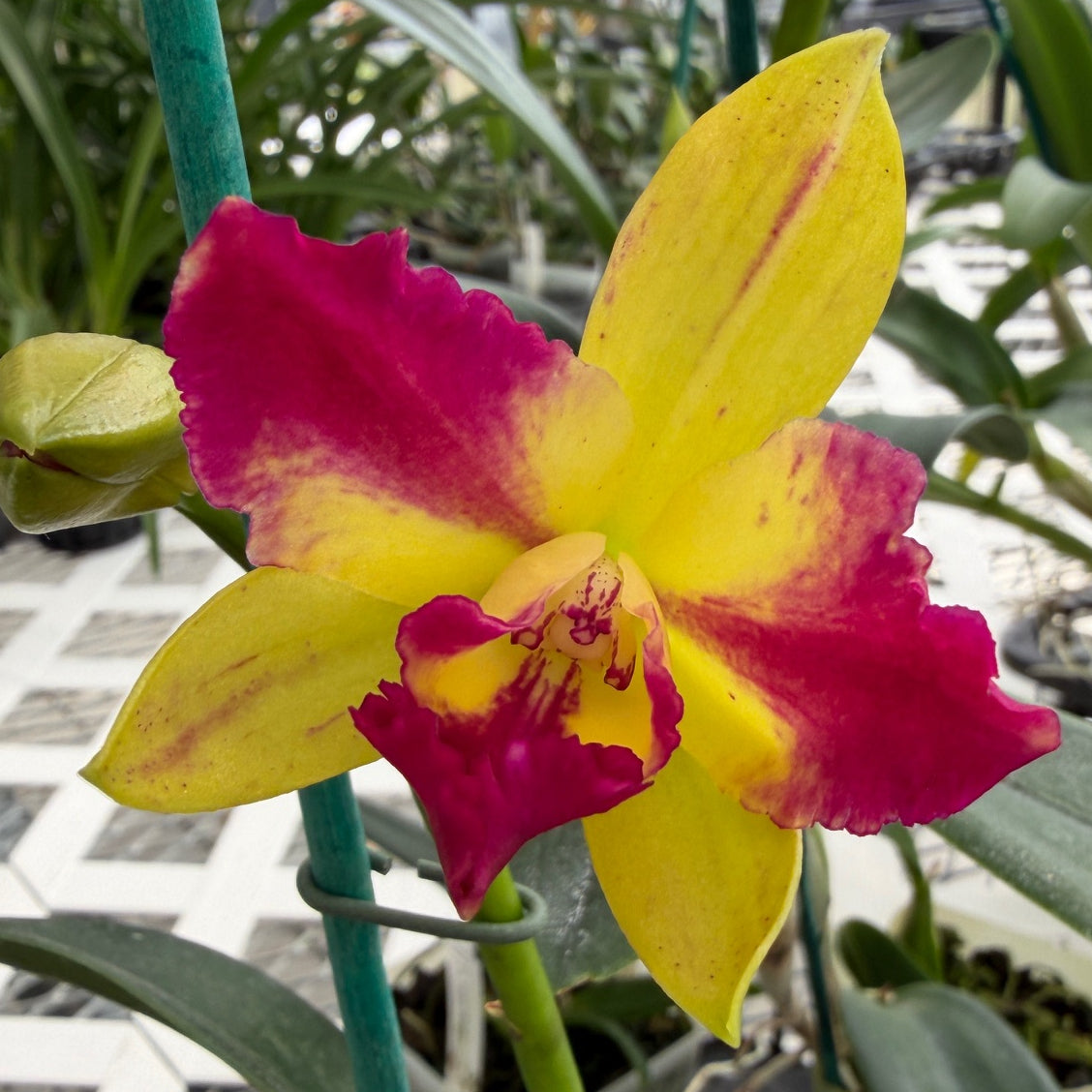 Ctt. Tropical Splash (Budding) (4" pot)
