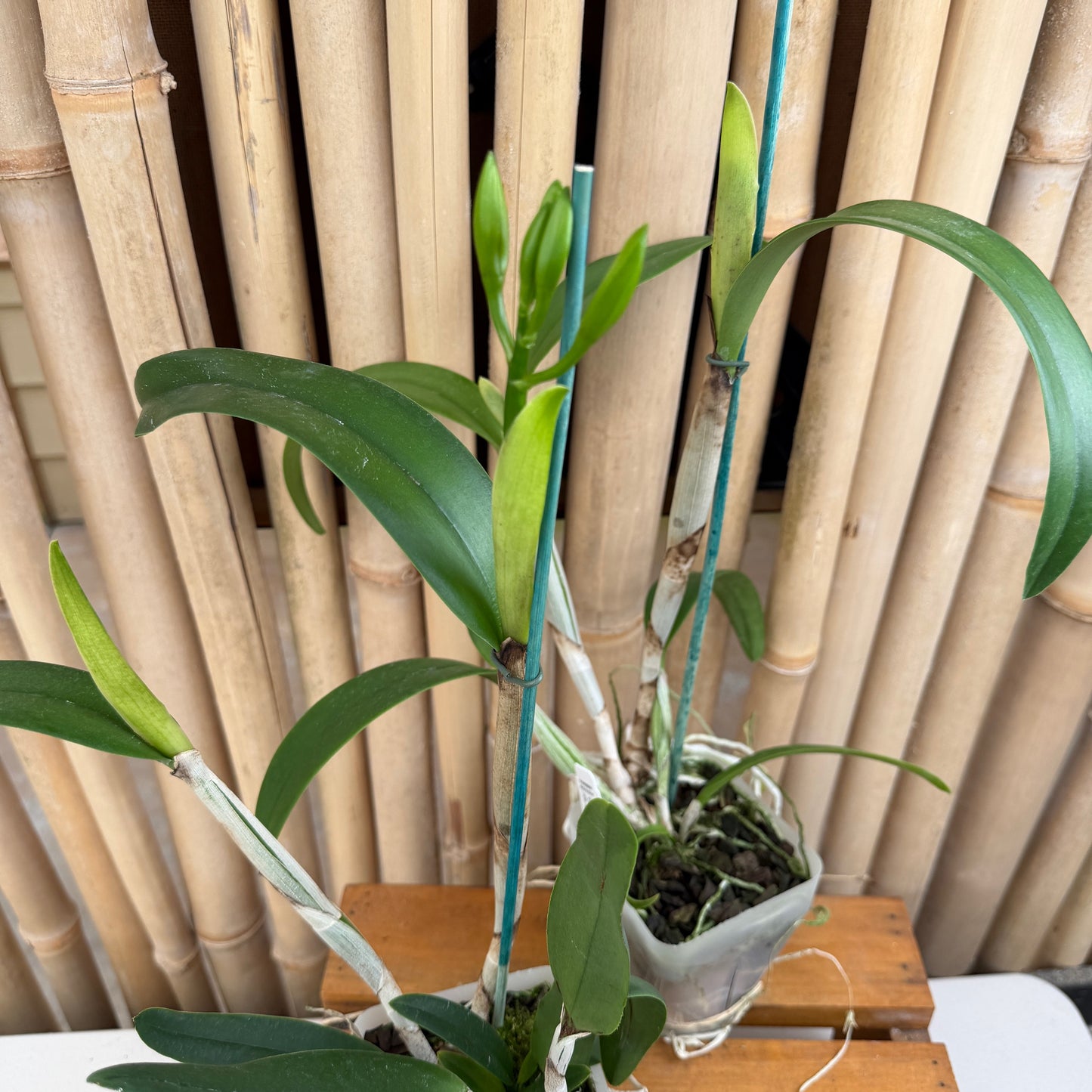 Ctt. Fire Gem (4" pot) - Buds